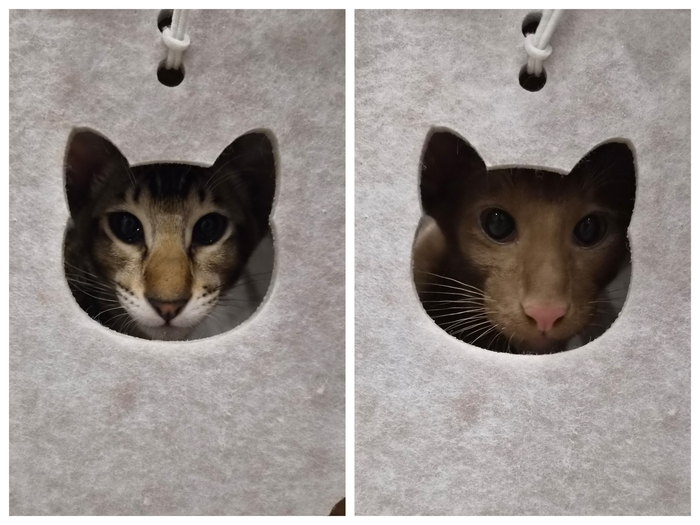 Их котодом, из которого удобно устроить засаду друг на друга