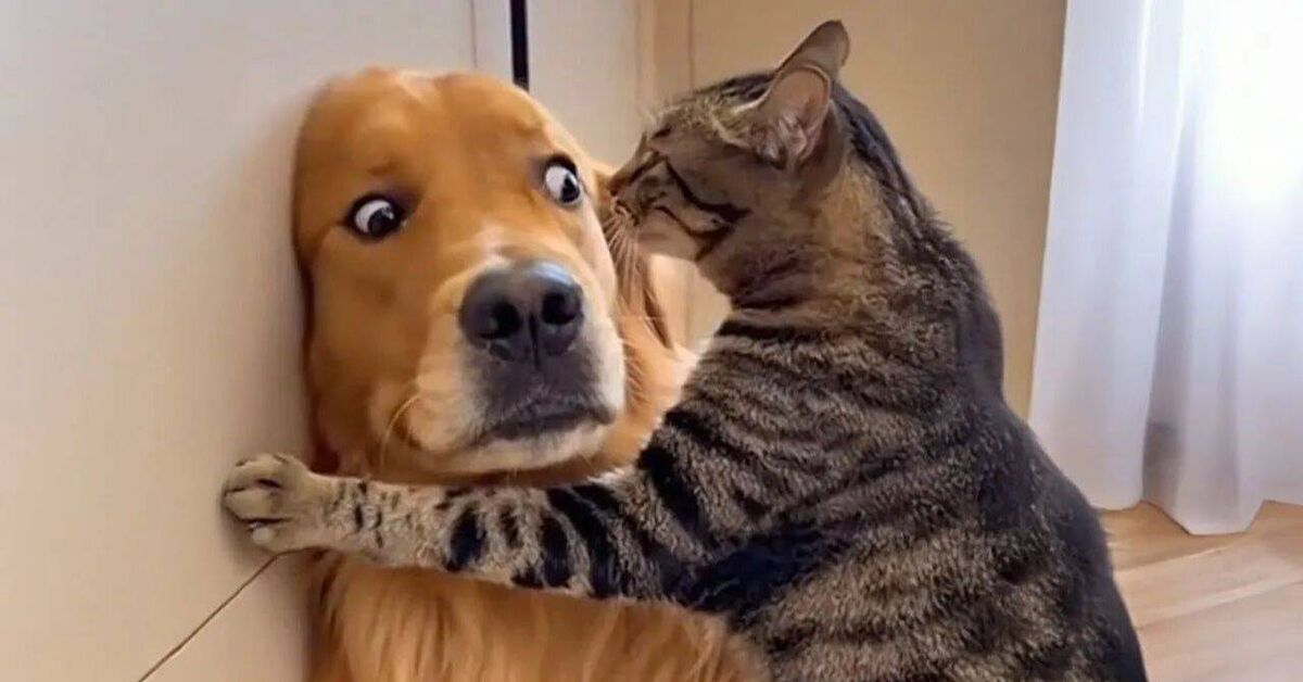Funny and amusing animals))) - Rutube, Animals, Pets, Video, cat, Dog