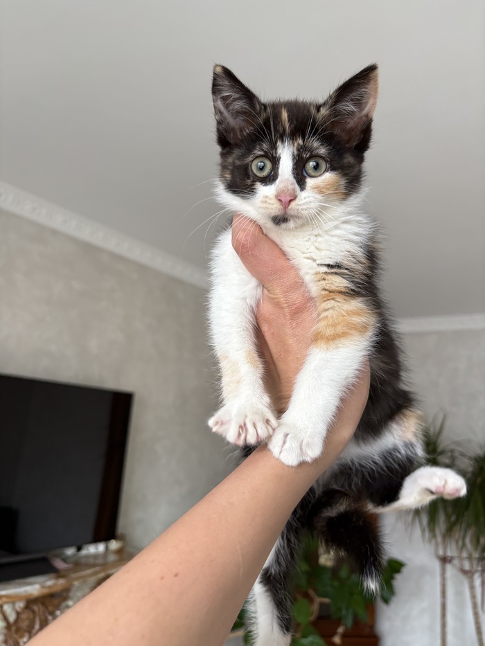Кошка