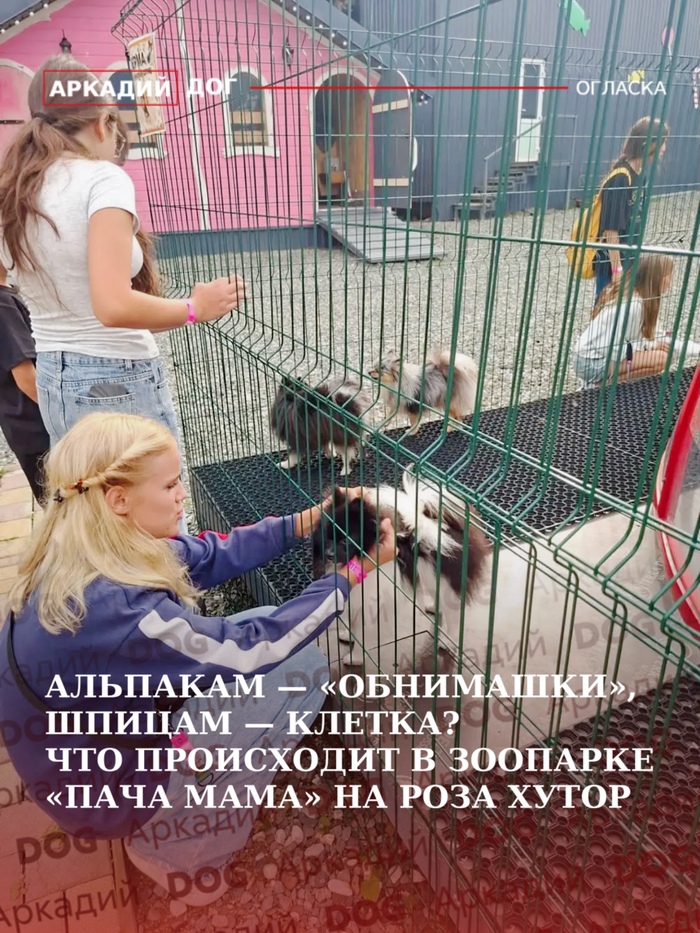Альпакам — «обнимашки», шпицам — клетка? Что происходит в зоопарке «Пача Мама» на Роза Хутор