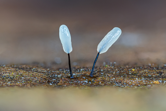 Stemonitopsis typhina