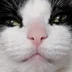 DostoevskyCats
