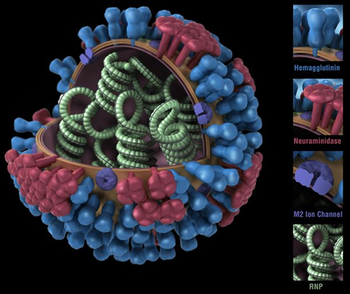 <a href="https://pikabu.ru/story/slepyie_pyatna_4_14409811?u=https%3A%2F%2Fasm.org%2Farticles%2F2019%2Faugust%2Fa-universal-influenza-vaccine-how-close-are-we&t=%D0%A1%D1%82%D1%80%D1%83%D0%BA%D1%82%D1%83%D1%80%D0%B0%20%D0%B2%D0%B8%D1%80%D1%83%D1%81%D0%B0%20%D0%B3%D1%80%D0%B8%D0%BF%D0%BF%D0%B0%20%D1%81%20%D0%B3%D0%B5%D0%BC%D0%B0%D0%B3%D0%B3%D0%BB%D1%8E%D1%82%D0%B8%D0%BD%D0%B8%D0%BD%D0%BE%D0%BC%20%D0%B8%20%D0%BD%D0%B5%D0%B9%D1%80%D0%B0%D0%BC%D0%B8%D0%BD%D0%B8%D0%B4%D0%B0%D0%B7%D0%BE%D0%B9&h=e223d12df7aef75e3388af5d5595e95795594e47" title="https://asm.org/articles/2019/august/a-universal-influenza-vaccine-how-close-are-we" target="_blank" rel="nofollow noopener">Структура вируса гриппа с гемагглютинином и нейраминидазой</a>
