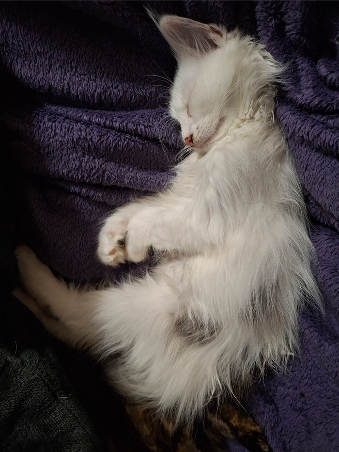 Котье доверие