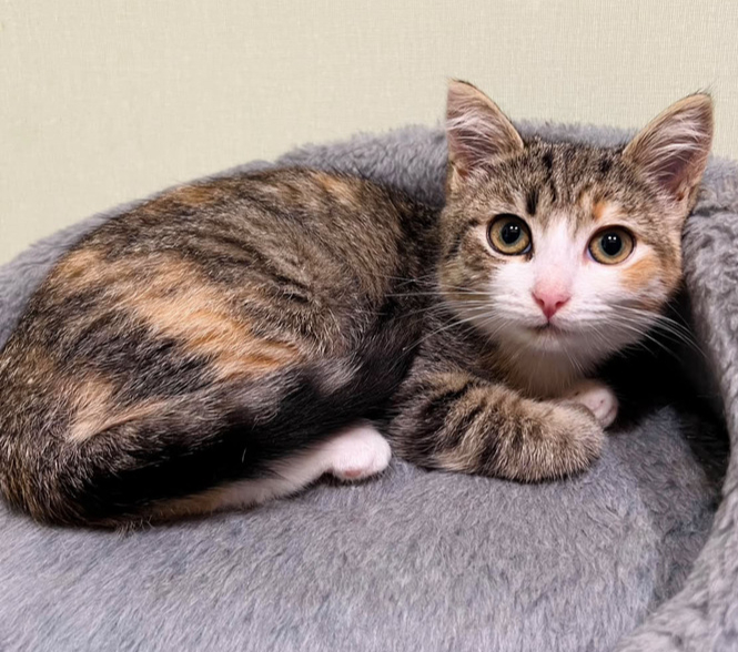 Котёнок девочка Лилу ищет Дом!
