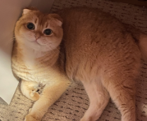 ��� ���