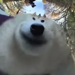 KAKTAMMAMOHT