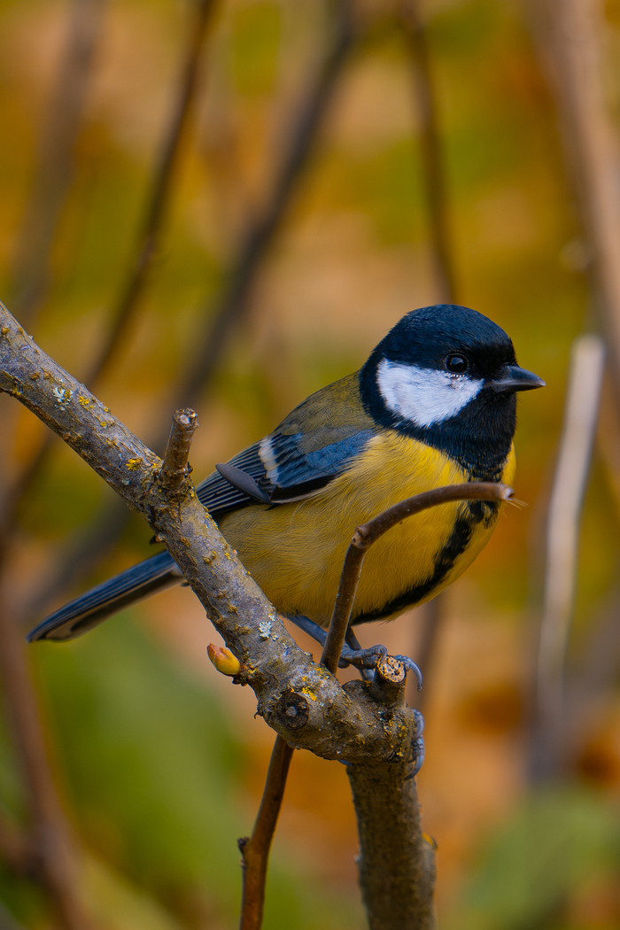 ������� ����������� ��� ������� � ���������. Sony a6400 + sony e 55-210 f6,3