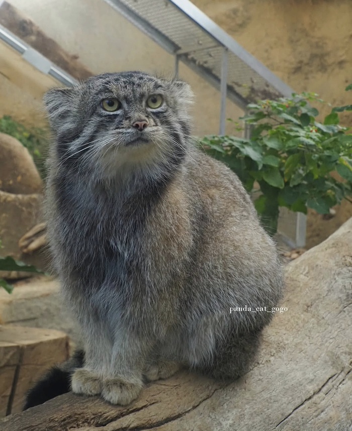 Нар, царство животных Кобе, фотограф panda_cat_gogo