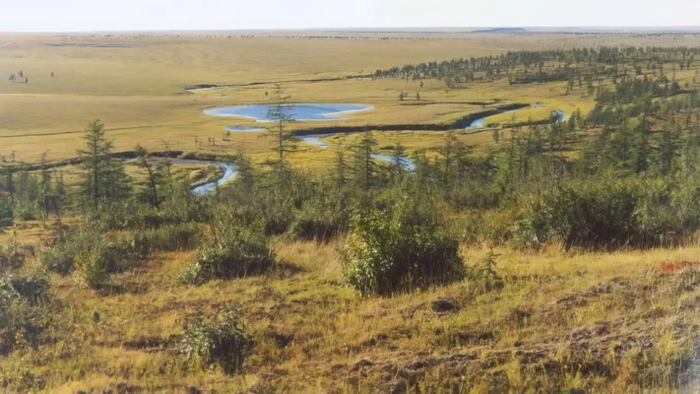 Лес Таймыр.