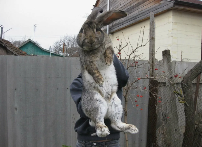 О нет, зайцелюди из космоса уже высадились на нашу планету!