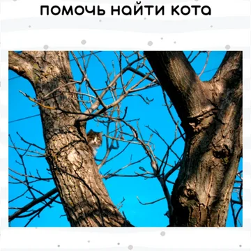 Милая игра с поиском котиков, которые сливаются с окружением