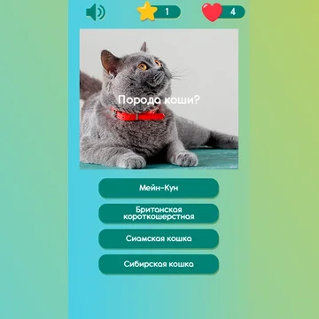 Все ли ты знаешь про котиков? Отвечай на вопросы, бери подсказки, соревнуйся с друзьями!